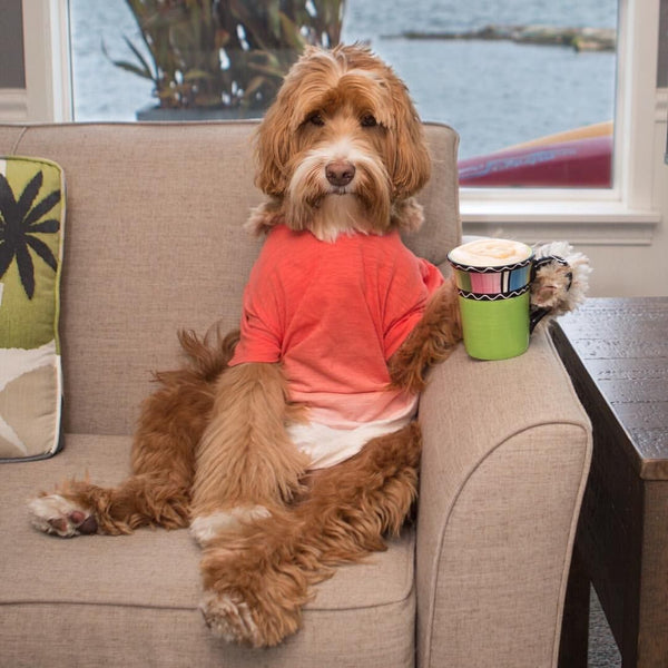 The crazy things Doodle Moms do to their Doods
