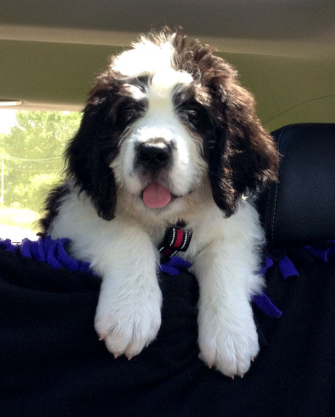 Standard Bernedoodle vs Saint Berdoodle Comparison