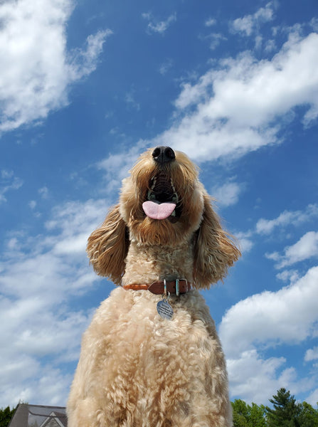 Did you know all of these different Poodle Mix Breeds?