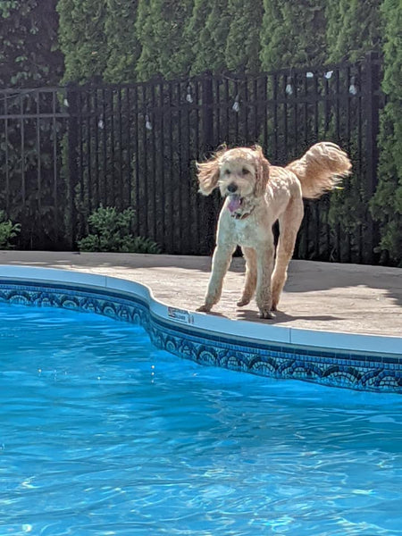 Great Summer Ideas for you and your Doodle!