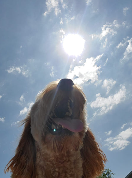 The most popular Dog Breeds - Where do the Doodles rank?