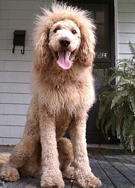 The funniest Doodle Haircuts