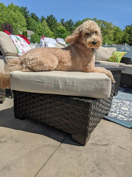 Goldendoodle vs. Portuguese Water Dog vs. Wheaten Terrier. Do you know all the differences?