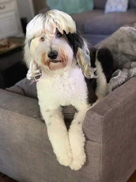 The best Doodle and Dog Pictures from the Quarantine so far!