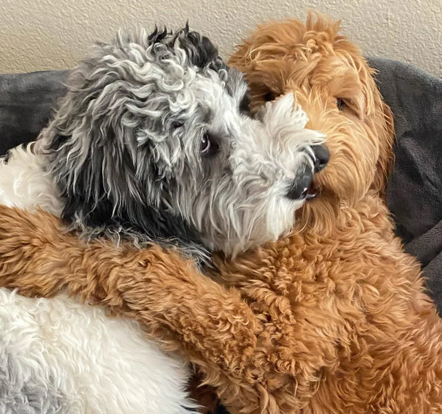 How Do I Stop My Doodle from Jumping on People?