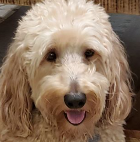 Top Doodle Dog names of 2020