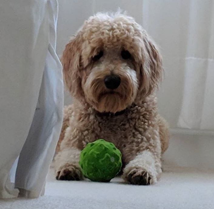 Best dog food and shampoos Goldendoodles Barking Doodle