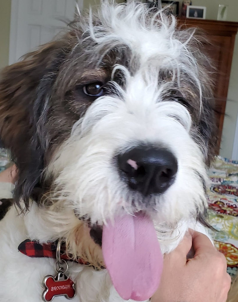 Doodles and Bloat, what you should know to keep them safe! Barking Doodle