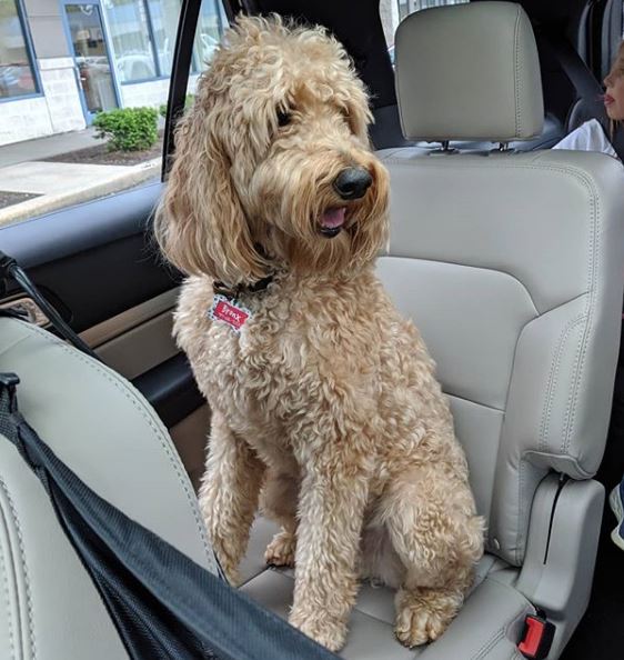 Difference between F1 Goldendoodle and F1B Goldendoodle and F2 Goldendoodle