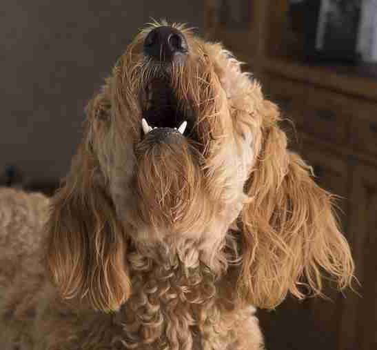 Silence The Bark Effective Strategies To Help Your Doodle Stop Barkin