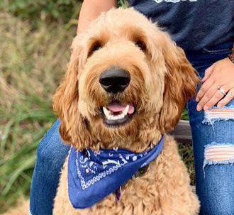 Are you an awesome Doodle Mom? Check out this list to see!