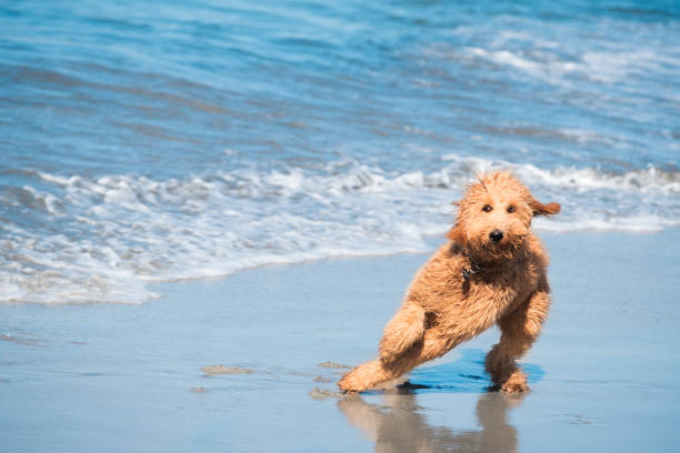 The BEST Doodle Beach pictures! How cure are they?