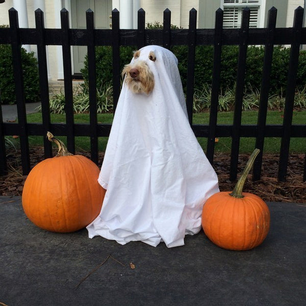 The Funniest Goldendoodle and Labradoodles in Halloween Costumes!