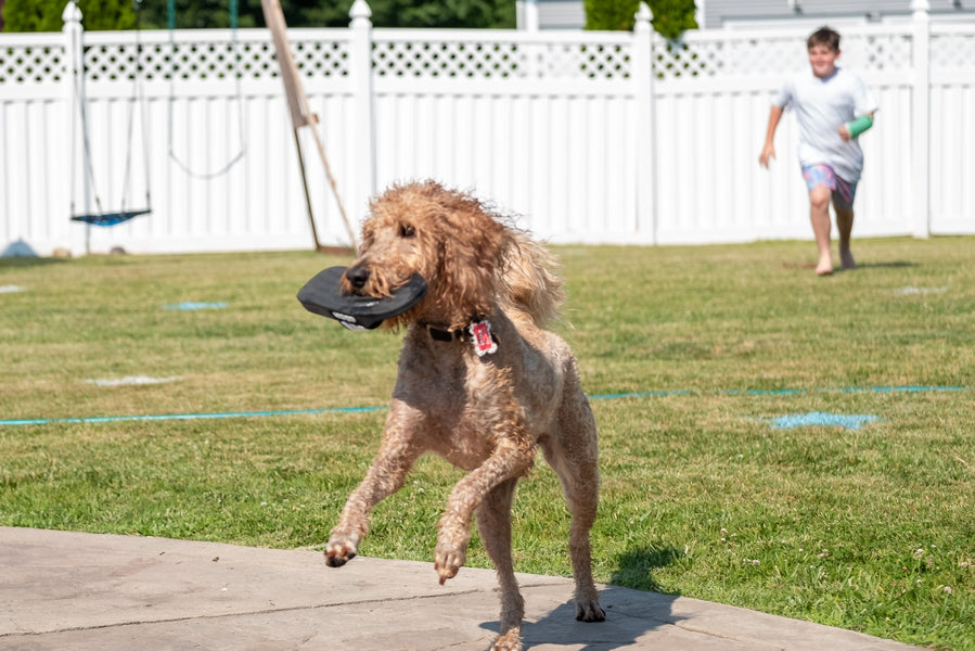 These Pics show why Doodle's Love Summer! Does yours?