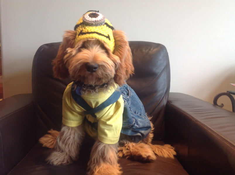 Labradoodle Halloween Costumes