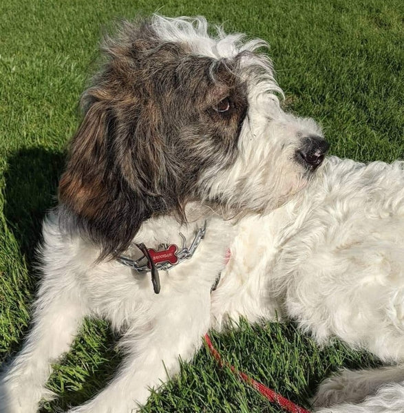 Reasons being a doodle mom is better than being a real mom