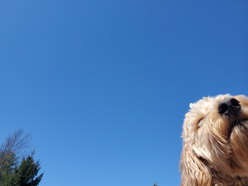 Goldendoodle grooming styles