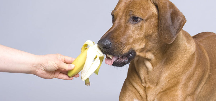 5 Foods to Put on Your Dog's Food That May Prevent Cancer