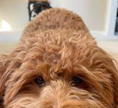 How Do I Prevent My Doodle’s Coat from Matting?