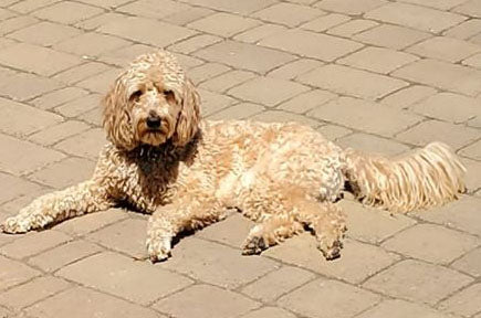 Top Goldendoodle and Labradoodle Facts. Do you know all of these?