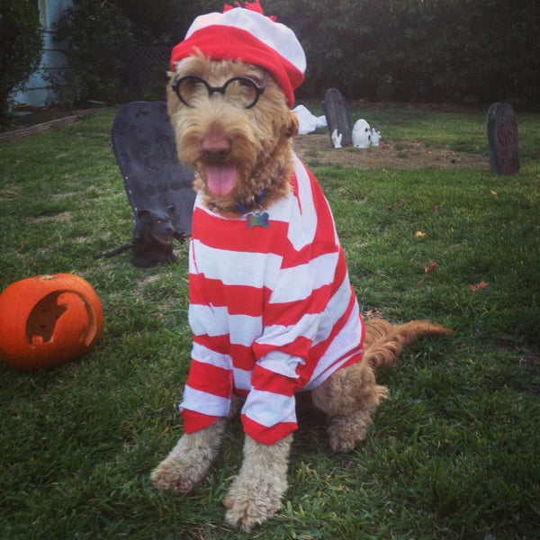 Goldendoodle Halloween Costumes