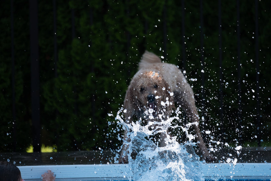 Fun summer ideas to do with your dog