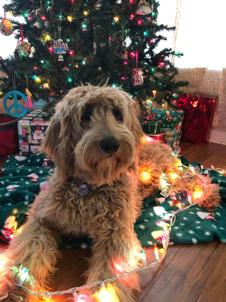 The cutest Goldendoodle and Labradoodle Christmas pictures EVER!