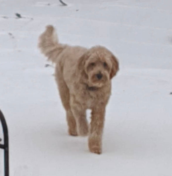 Here are some things you can do with your Doodle in the Winter.