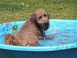 How Often Should I Bathe My Doodle?
