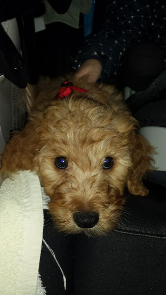 How big does a mini goldendoodle get?