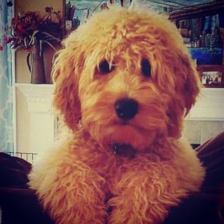 WOW, Goldendoodles and Labradoodles have other names? You have to see these!