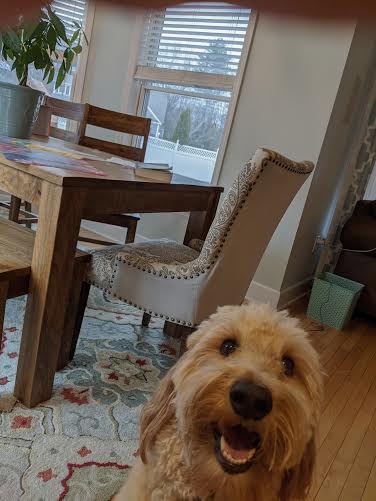 Goldendoodles - What you should know!