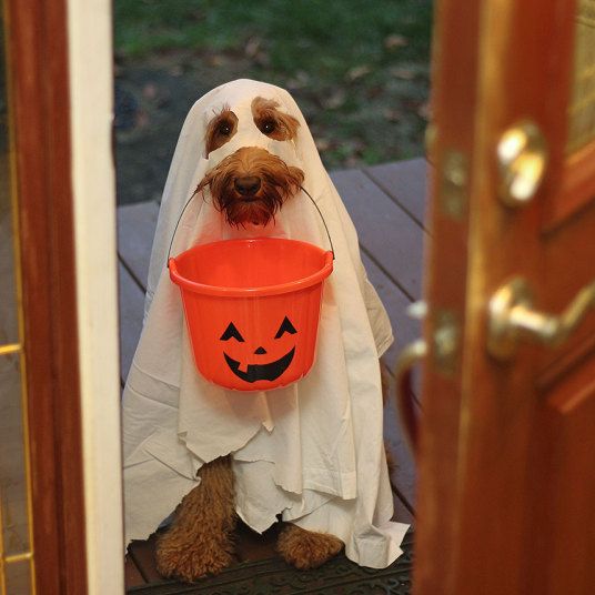 Halloween Through the Eyes of a Doodle Dog