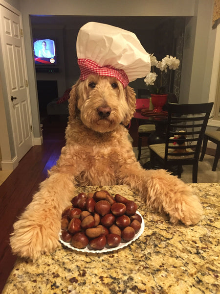 Top 5 Reasons Goldendoodles and Labradoodles are funny breeds