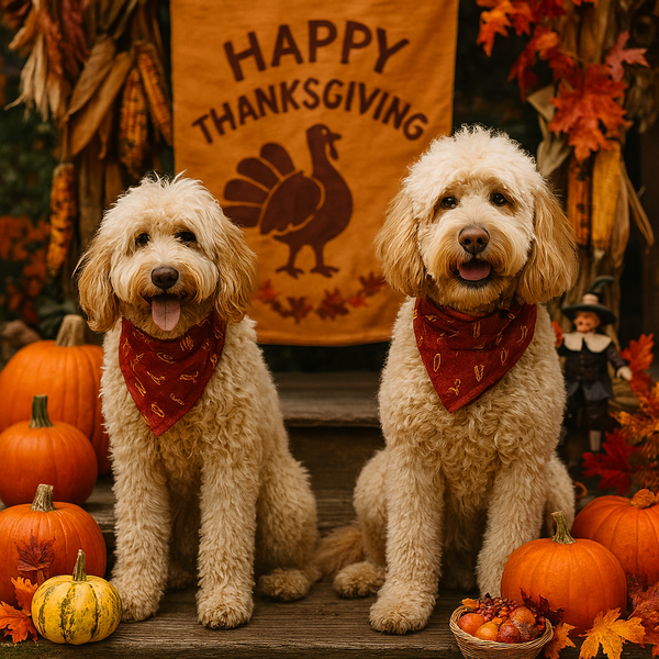 Thanksgiving with Your Doodle: A Feast of Fun (and Safe Snacks)