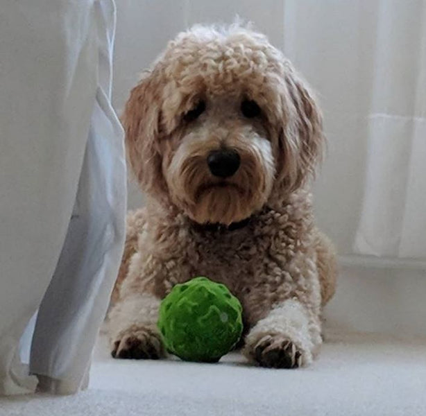 Best dog food and shampoos Goldendoodles