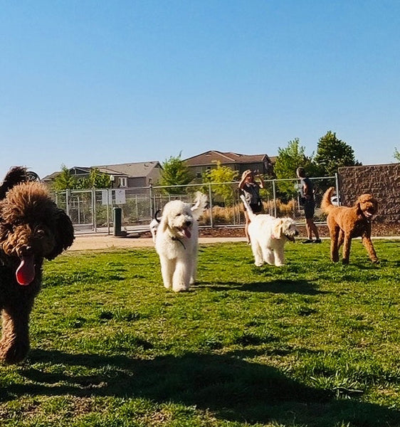 A Goldendoodle Mom and Labradoodle Mom fight over who's breed is better