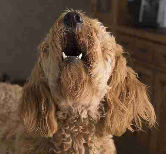 Silence the Bark: Effective Strategies to Help Your Doodle Stop Barking