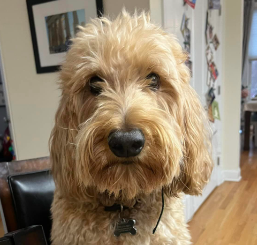Understanding Who Shouldn't Own a Doodle Dog