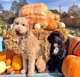 Fall Fun with Furry Friends: Activities to Enjoy with Your Dog