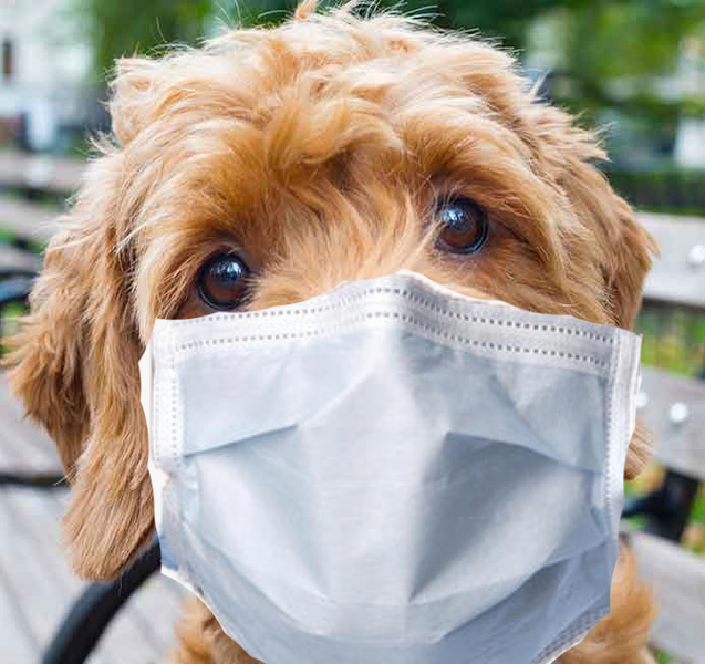 Can Doodles and Dogs get the Coronavirus? 3 Steps you should take now!!!