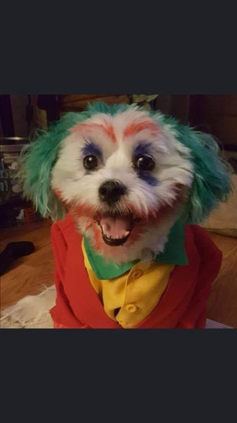 Best Goldendoodle or Labradoodle Halloween Costume Idea EVER!