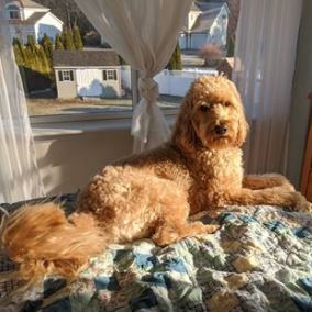 What is better f1 or f1b goldendoodle? What about Labradoodle?