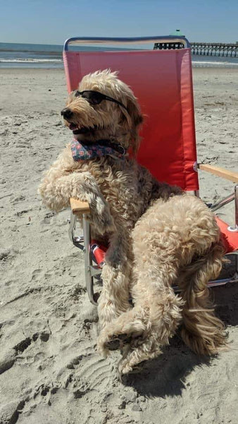 The BEST summer Doodle Dogs pictures!