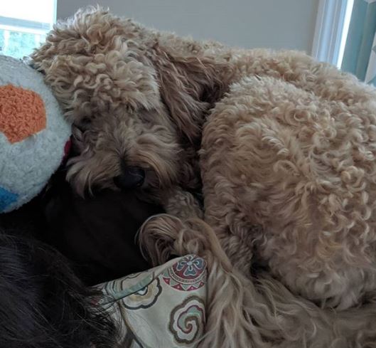 Top 10 Reasons Doodles are the Best Dogs!