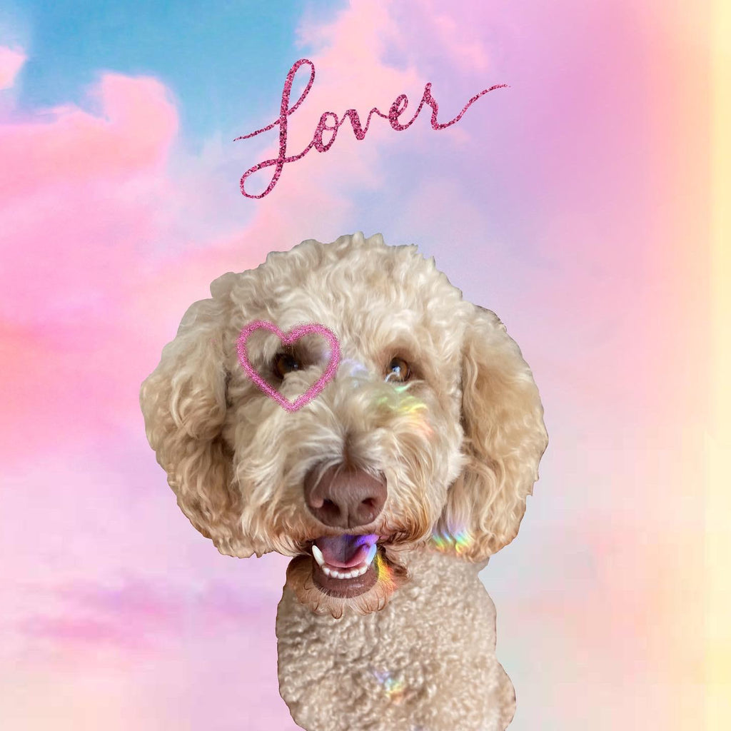 Celebrities who own Doodle Dogs! Taylor Swift too? – Barking Doodle