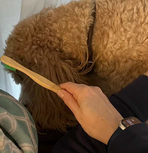 How to brush your Doodle's teeth!